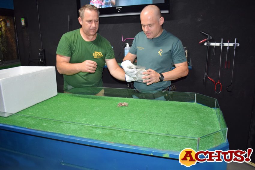 La Guardia Civil incauta una tarántula y dos serpientes en Altea que han sido acogidas por Terra Natura Benidorm