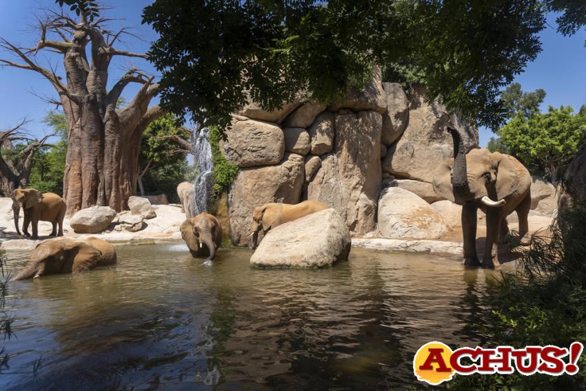 Muere Kibo, el elefante macho de Bioparc