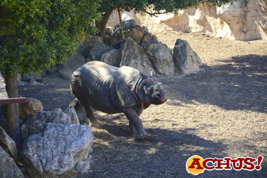 Llega un nuevo rinoceronte indio a Terra Natura Benidorm para fomentar la conservación de la especie