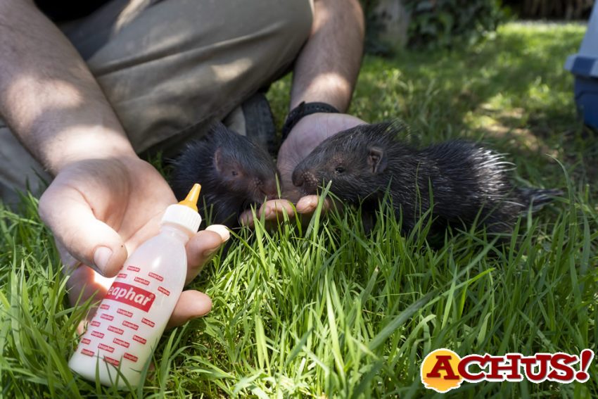 Nacen en Bioparc Valencia dos puercoespines de la especie más grande del mundo