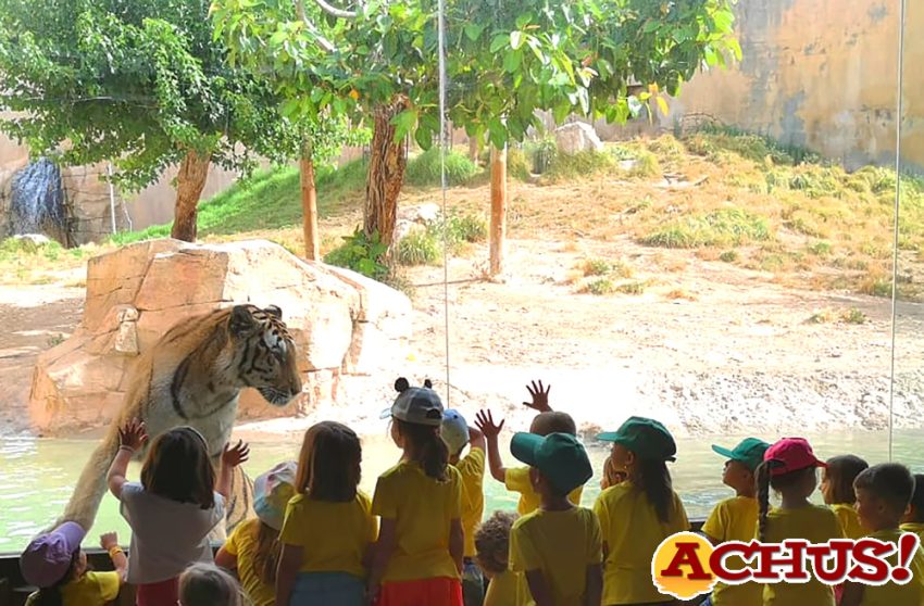 Terra Natura Benidorm se suma a la celebración del Día del Tigre para concienciar sobre la conservación de esta especie en peligro de extinción