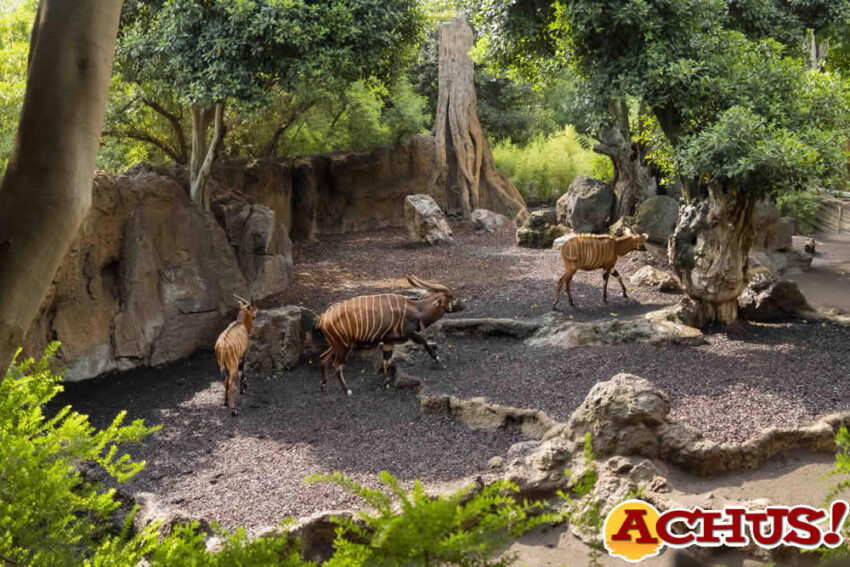 Bioparc Valencia alberga más de 100 especies en peligro de extinción incluidas en la  Lista Roja de la UICN