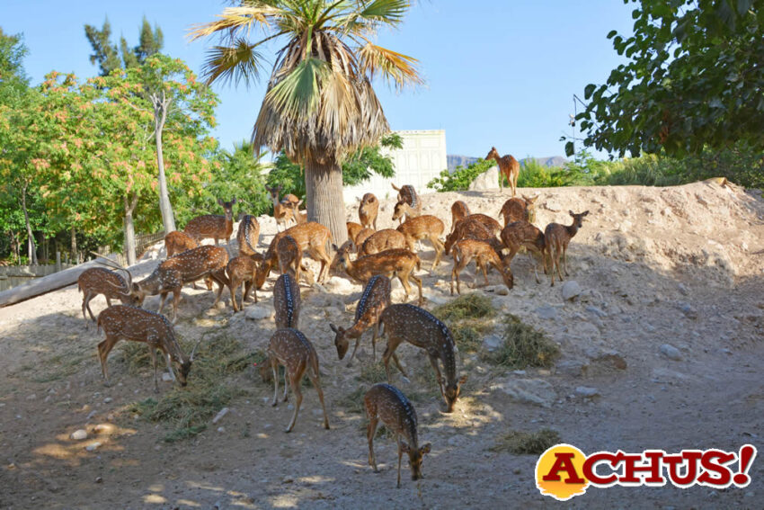 Terra Natura Benidorm reintroduce a dos crías de chital en su manada que habían sido desatendidas por sus madres