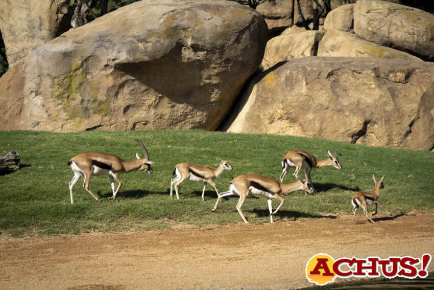 La sabana de Bioparc Valencia crece con una nueva cría de Gacela Thomson