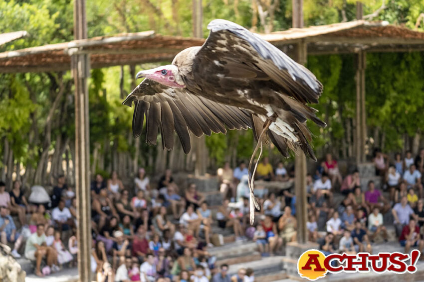 Bioparc Valencia celebra el Día internacional del buitre