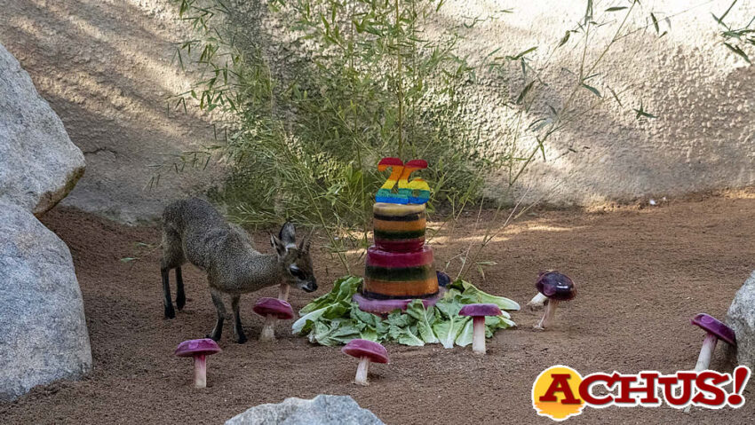 El único saltarrocas de Europa cumple 26 años en Bioparc Valencia 