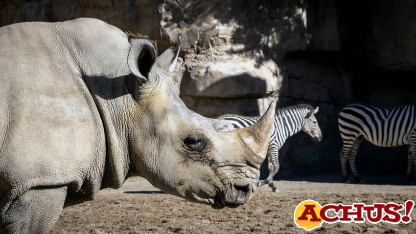 Bioparc Valencia se suma a la esperanza de la conservación para celebrar el Día Mundial del Rinoceronte