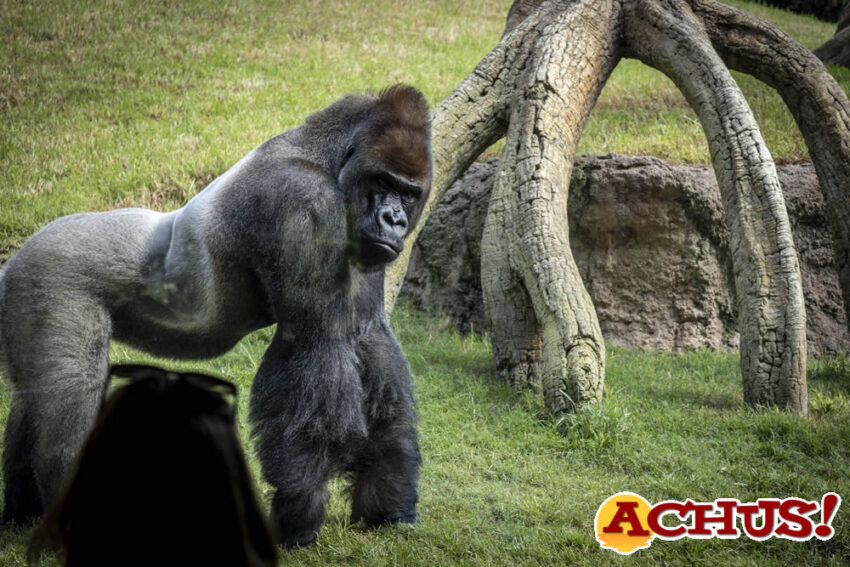 Bioparc referente en la conservación del gorila, especie en peligro crítico de extinción