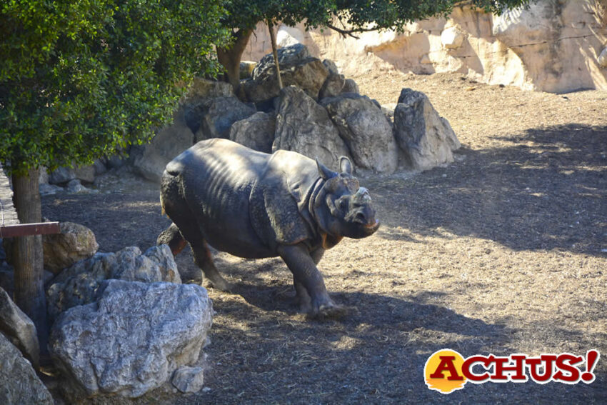 La población silvestre de rinocerontes indios se recupera levemente hasta alcanzar los 4.000 individuos