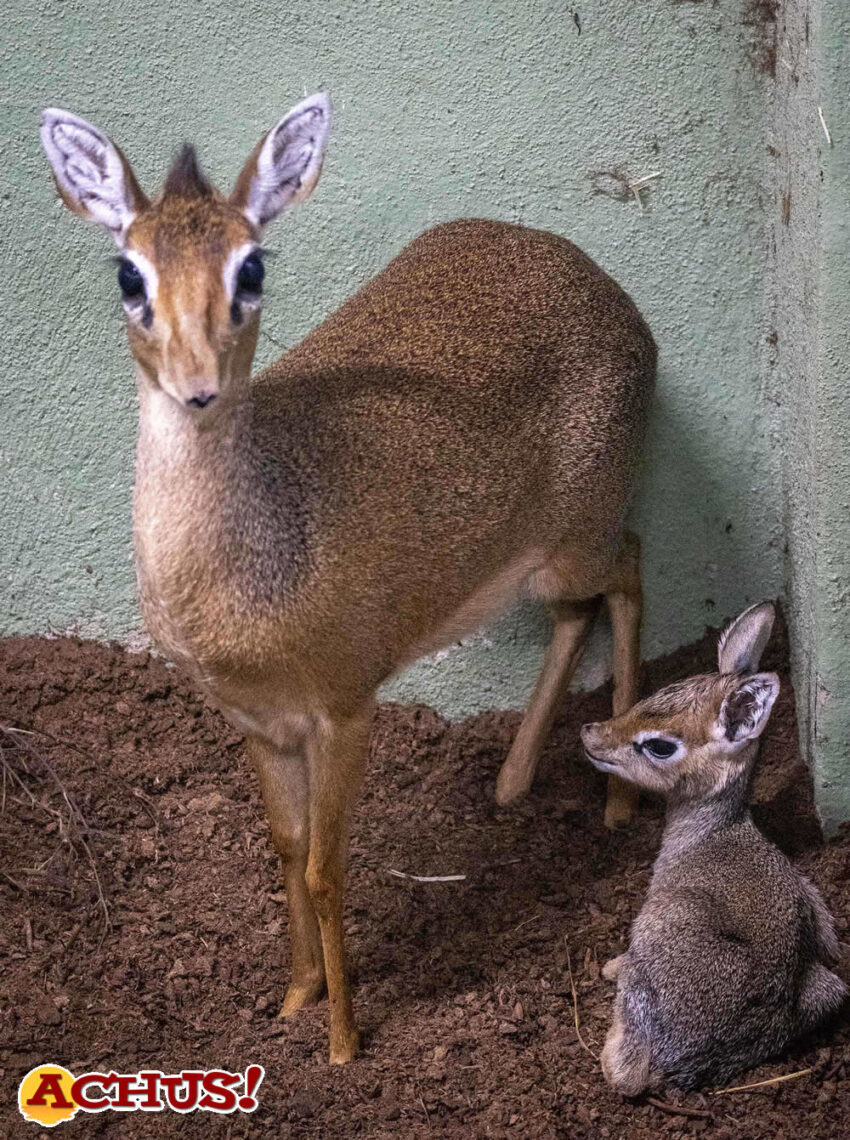 Nace en Bioparc Valencia un dik-dik, el antílope más pequeño de África 