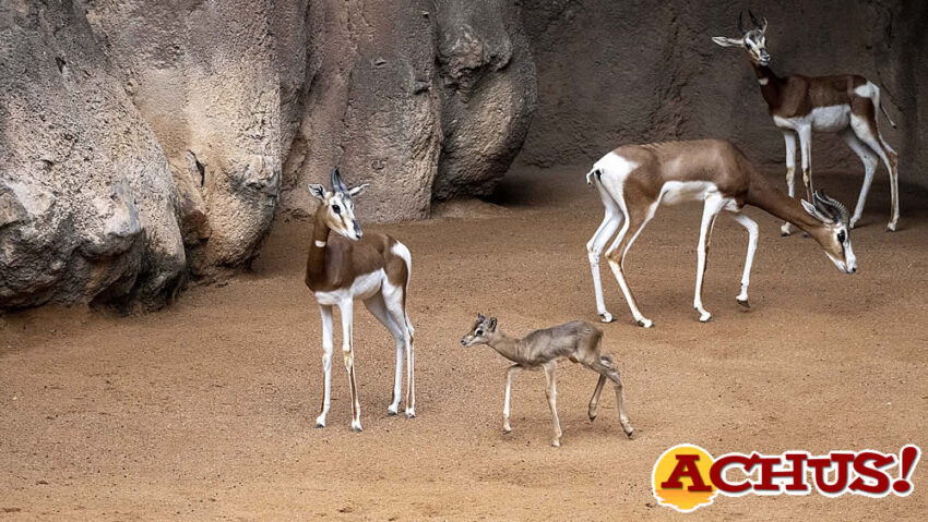 Nace una gacela Mhorr en Bioparc Valencia, una especie “salvada” de la extinción