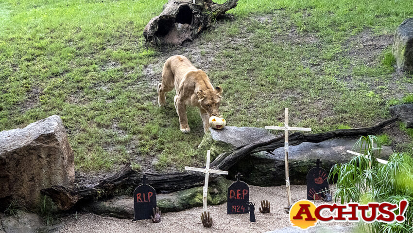 Los animales de Bioparc Valencia celebran un Halloween “terrorífico”