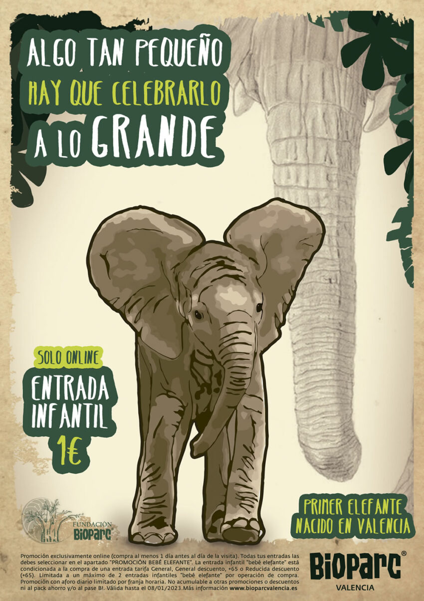 El elefante nacido en Bioparc Valencia comienza a explorar la instalación exterior
