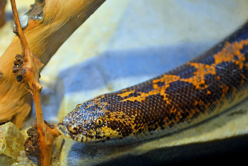 Terra Natura Benidorm incorpora una pareja de boas de arena para potenciar la conservación de esta especie
