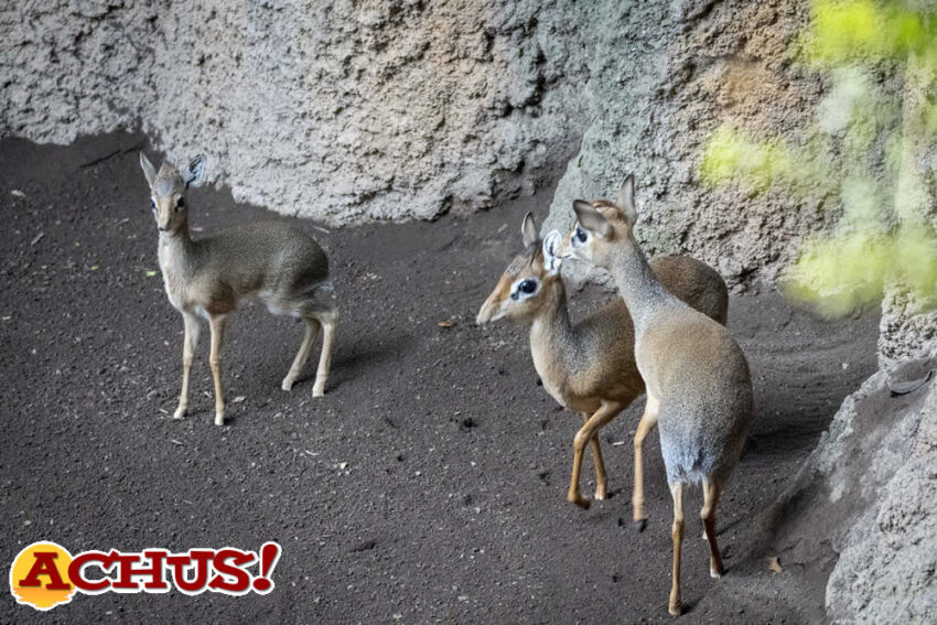 La cría del antílope más pequeño de África ya puede verse en Bioparc Valencia