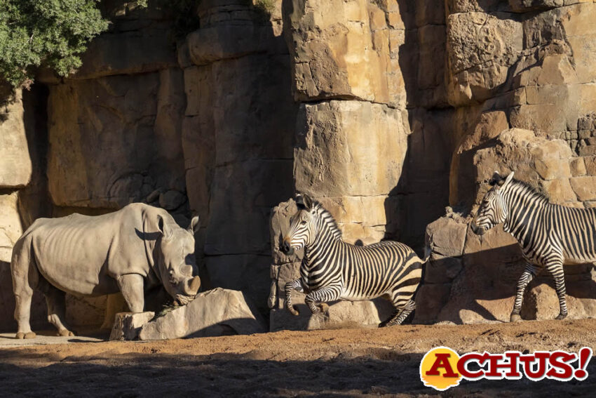 Bioparc Valencia incorpora un grupo de cebras de una especie en peligro de extinción