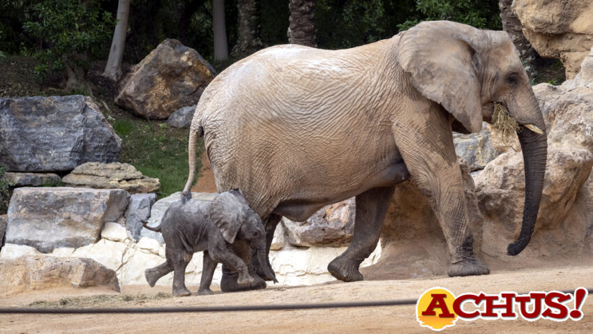 La cría de elefante de Bioparc Valencia se llamará Makena por decisión popular