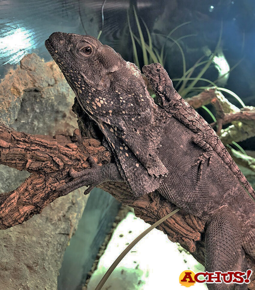 Terra Natura Benidorm acoge el nacimiento por primera vez de cuatro lagartos de Gorguera