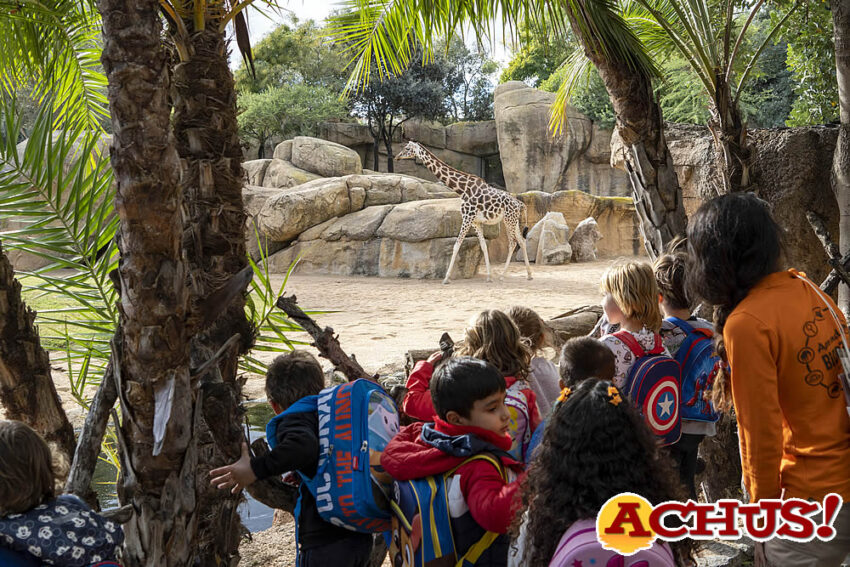 Las visitas escolares de Bioparc Valencia llegan en 2022 al 90% de los datos prepandemia