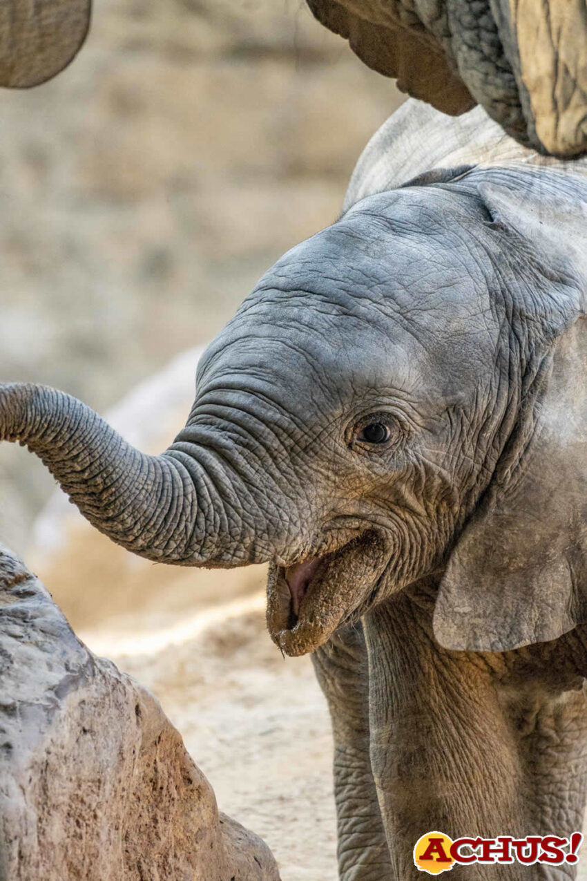 70.000 personas visitan Bioparc Valencia en Navidad y 10.000 ya tienen su nuevo Pase Anual B!