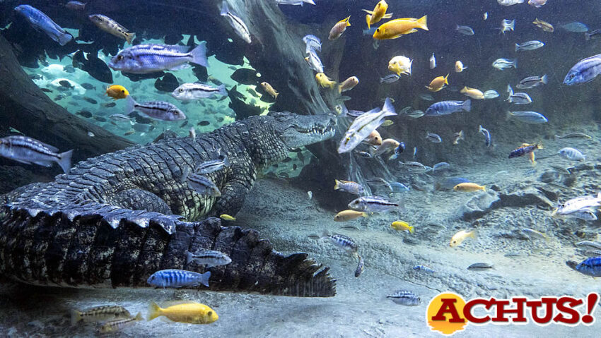 Bioparc Valencia celebra el Día Mundial de los Humedales con actividades este fin de semana