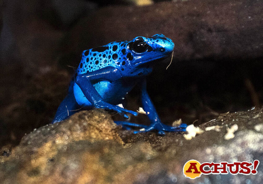 Bioparc Valencia reproduce con éxito la vistosa rana veneno azul