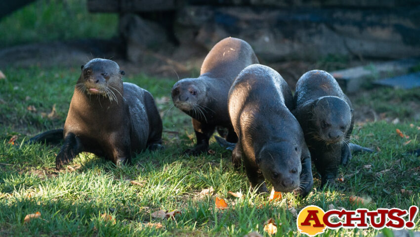 Liberación nutria gigante Zoo de Madrid y Rewilding Argentina