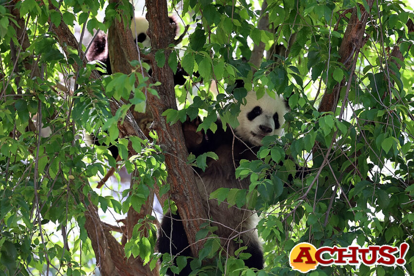 El plan familiar perfecto de la Semana Santa para disfrutar de la primavera, en el Zoo de Madrid