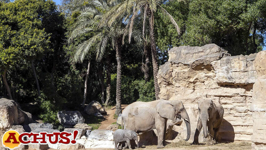 Los Bioparc destacan el papel de las “lideresas” del mundo animal.