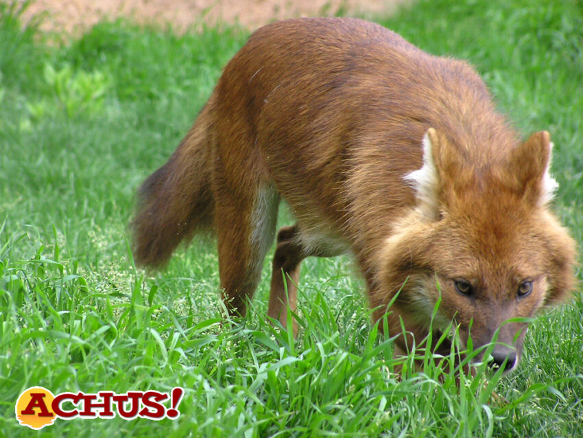Terra Natura Benidorm recibe a una pareja de dholes para fomentar la conservación de esta especie amenazada