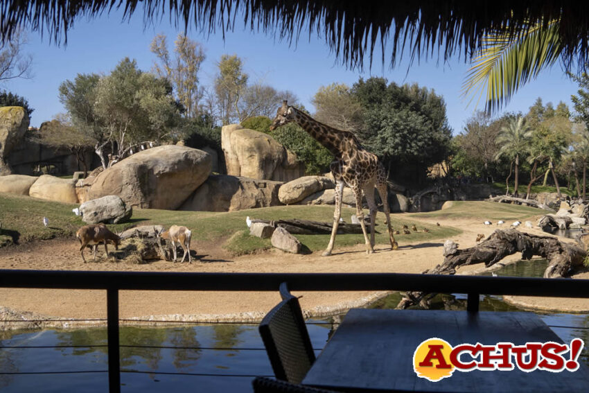 Bioparc el “Plan B” de naturaleza salvaje para las Fallas de València