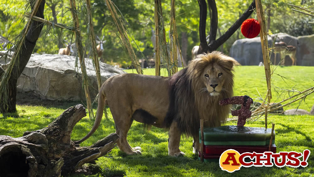 Bioparc Valencia celebra el 7º aniversario del rey de la sabana