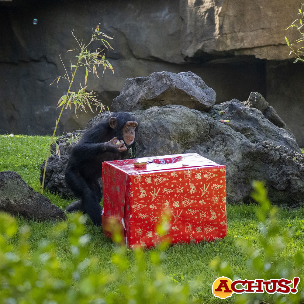 La familia de chimpancés de Bioparc Valencia celebra  el 4º cumpleaños de Djibril