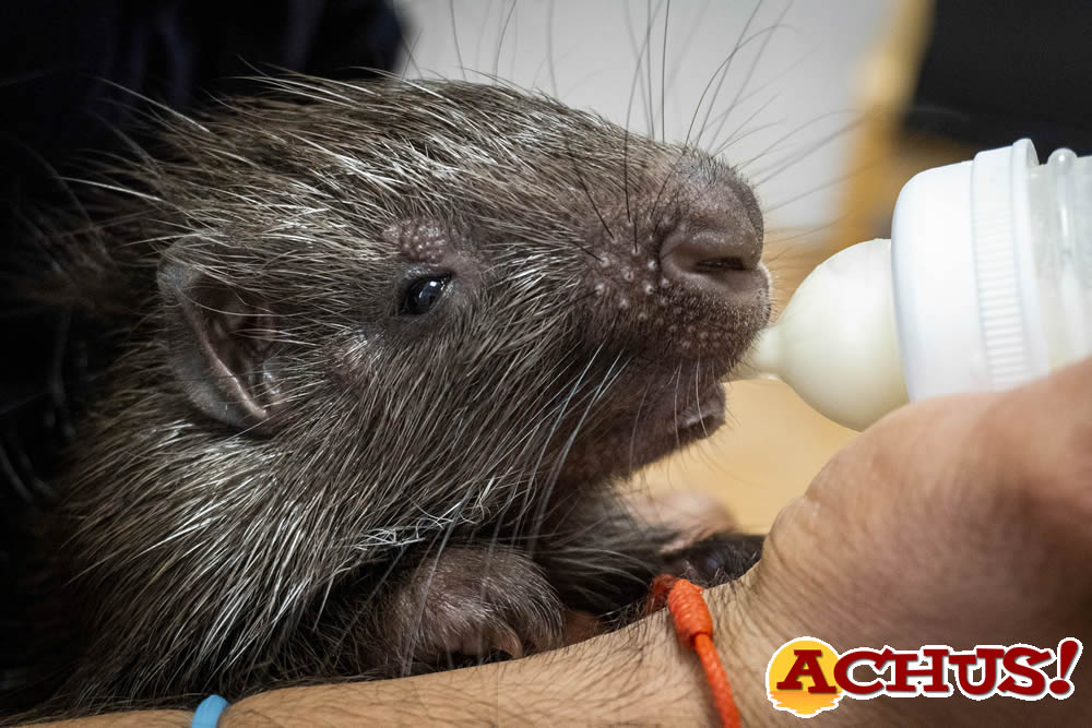Nace en Bioparc Valencia una cría del puercoespín más grande del planeta