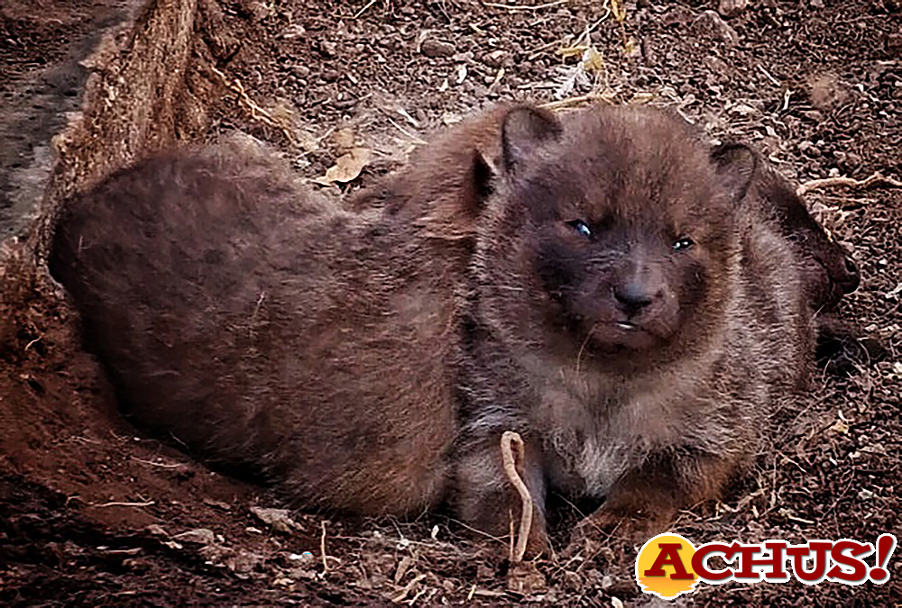 Una dhole de Terra Natura Benidorm estrena su maternidad con el nacimiento de tres crías