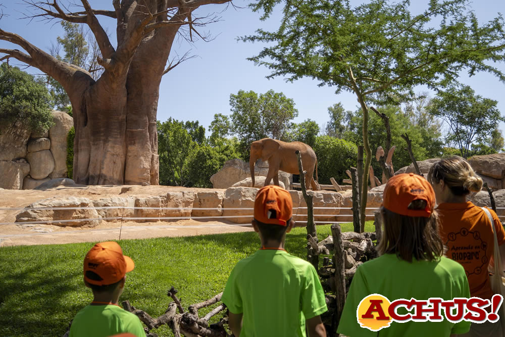 Bioparc Valencia inicia la escuela de vacaciones “Expedición África”