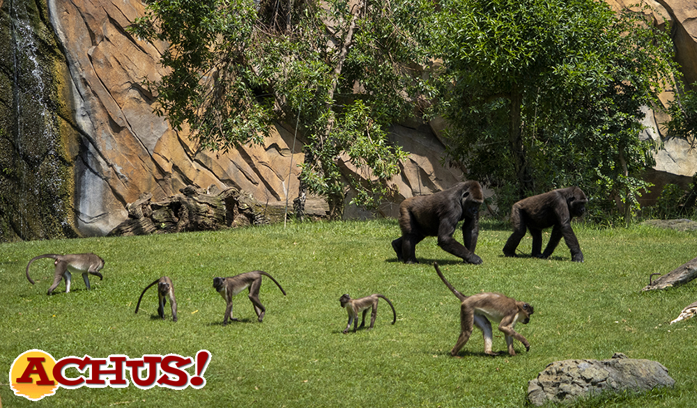 Los Bioparc claman por la conservación de los bosques tropicales en la celebración de su Día Mundial