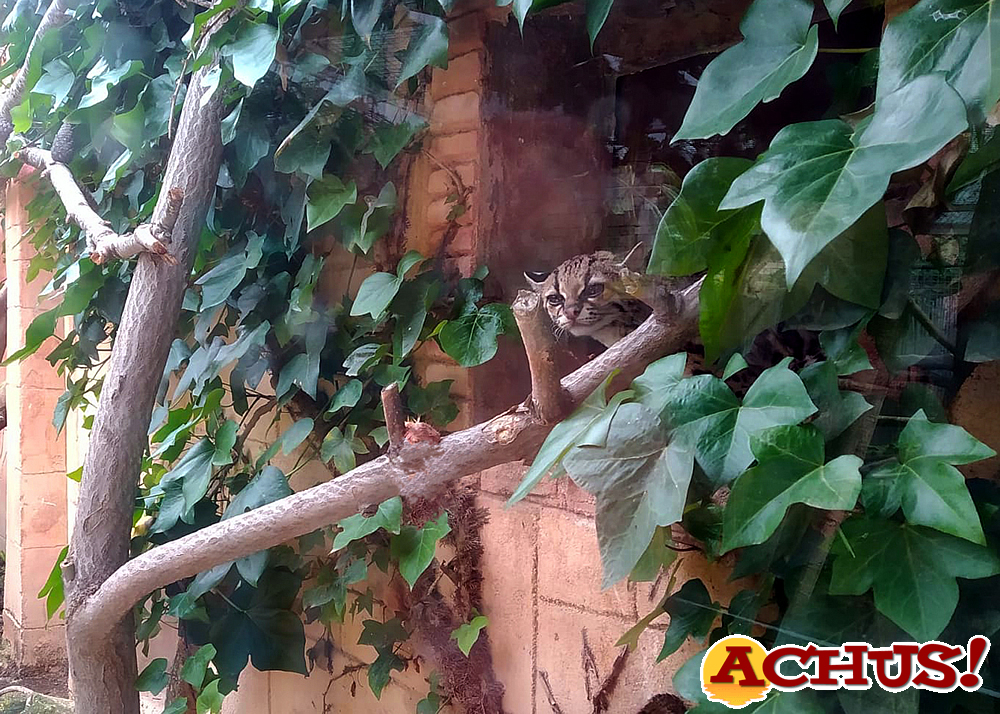 Terra Natura Benidorm recibe la llegada por primera vez de un margay a sus instalaciones