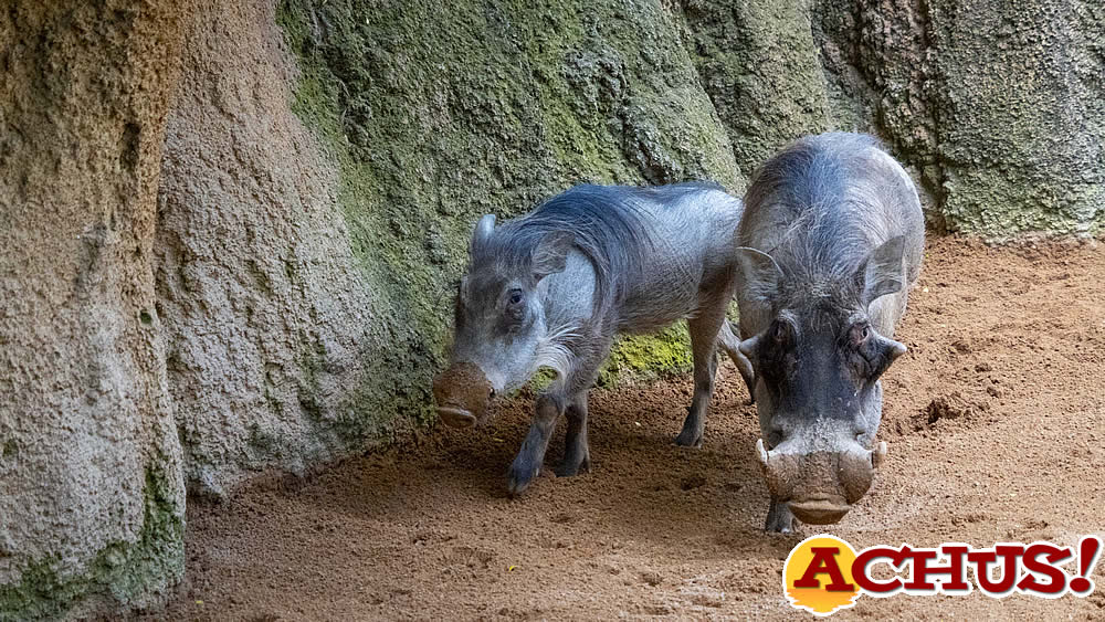 Bioparc Valencia incorpora una nueva pareja de facóquero, el conocido “Pumba”