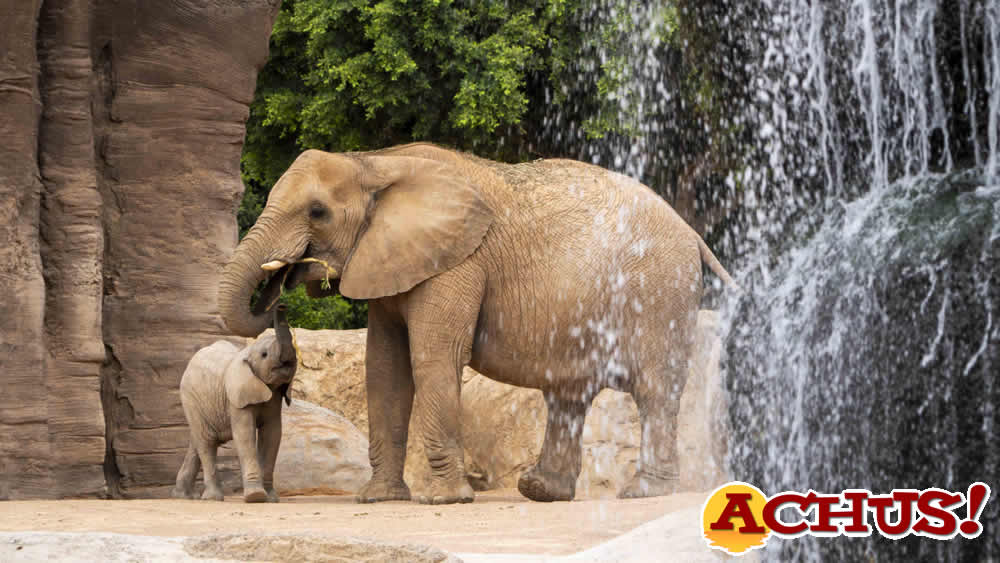Ante el peligro real de extinción del elefante, la Fundación Bioparc promueve un exitoso proyecto internacional de conservación