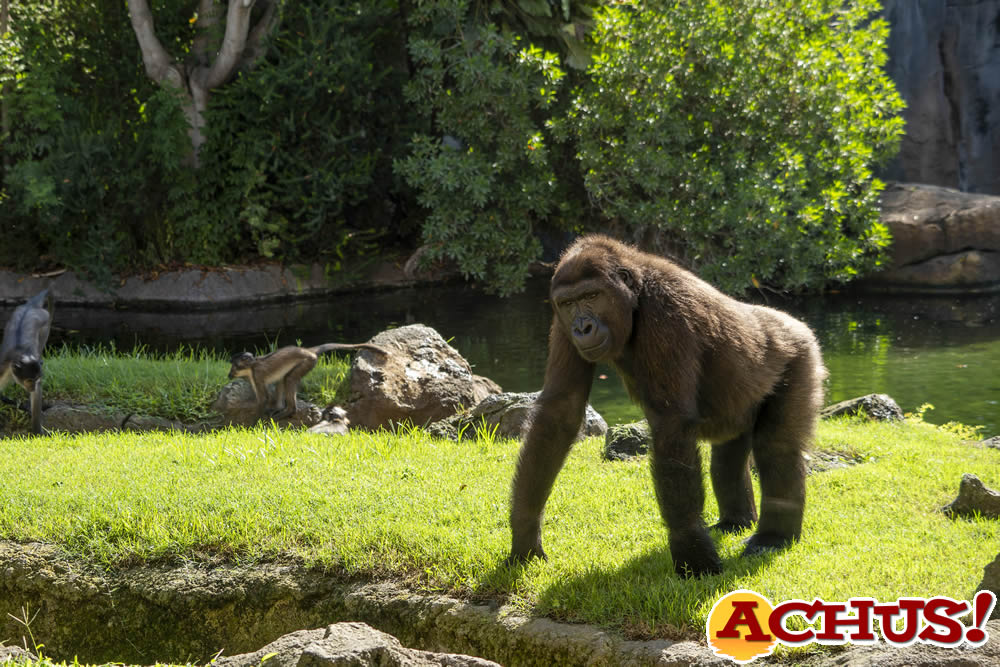 1 de septiembre: Día Internacional de los Primates