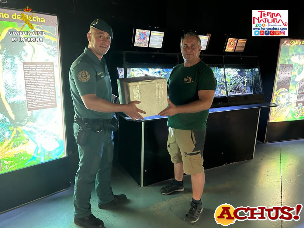 Terra Natura Benidorm acoge 19 ranas flecha de cabeza amarilla incautadas por la Guardia Civil 