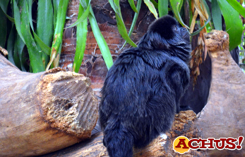 Terra Natura Benidorm incorpora a una pareja de titíes de Goeldi para promover su conservación