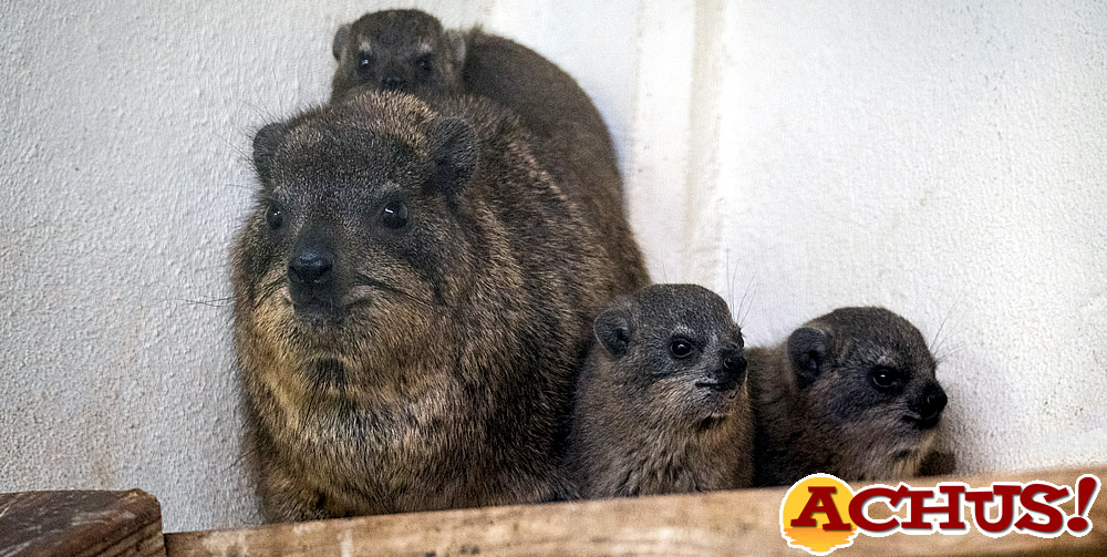Nace una camada en Bioparc Valencia de la especie que origina el nombre de España