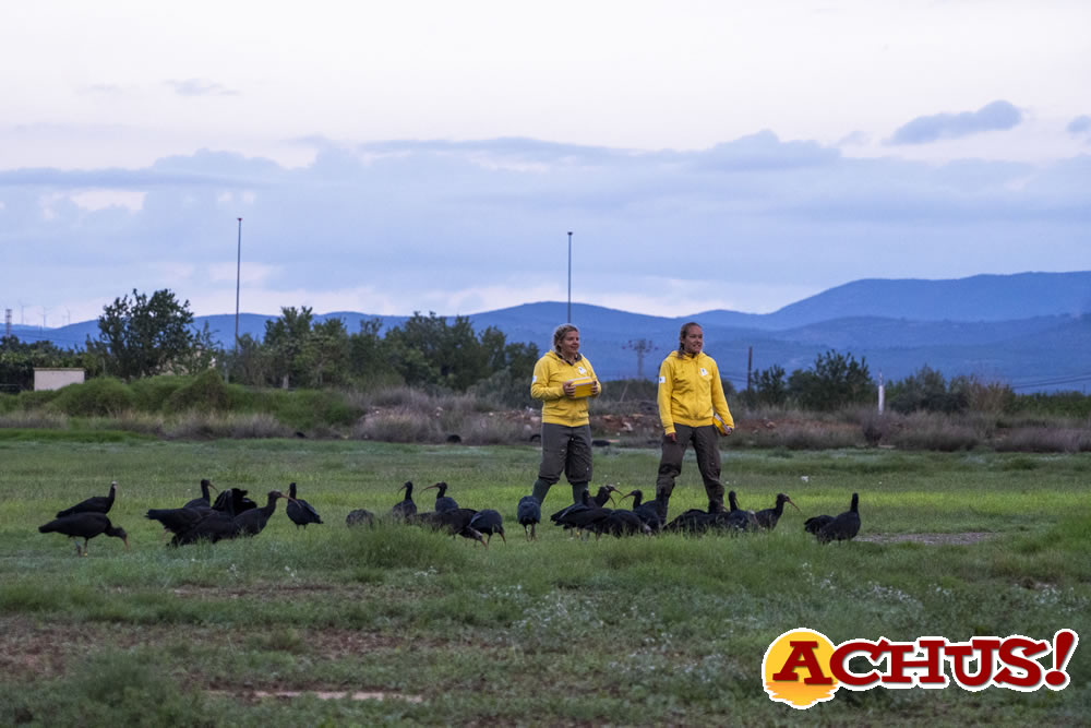 Despega desde Valencia la bandada “humano-animal” del proyecto de reintroducción del Ibis eremita en el que colabora Bioparc.