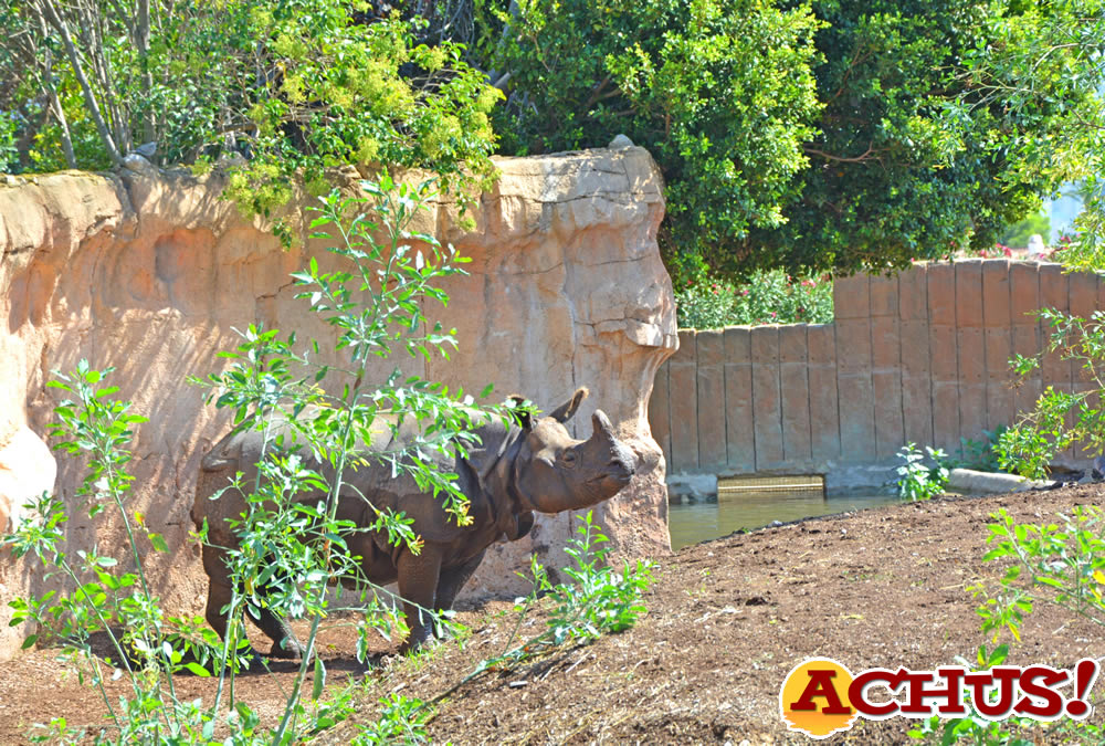 Terra Natura Benidorm alerta de la presión que ejerce la caza furtiva en las poblaciones de rinocerontes
