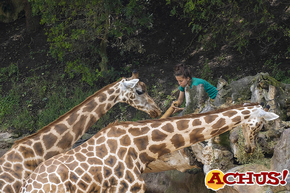 4 de octubre: Día Mundial de los Animales.