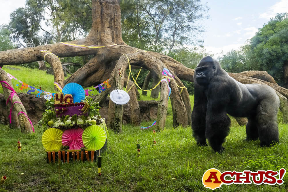 Celebración del 40º cumpleaños de Jitu y el 24º de Fossey, dos gorilas de Bioparc Valencia