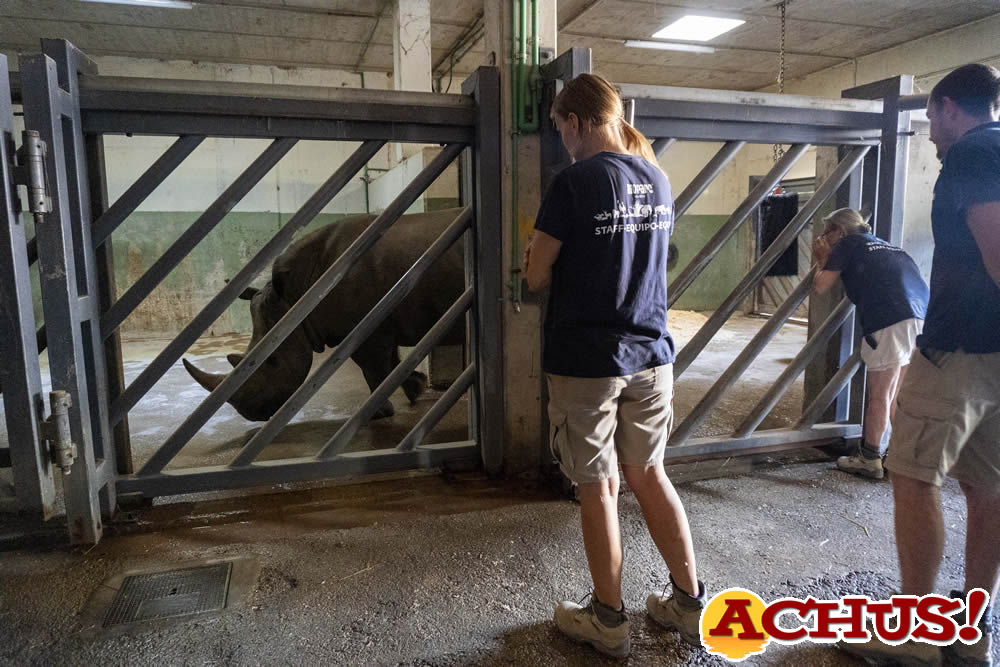 Bioparc Valencia recibe una hembra de rinoceronte dentro del proyecto internacional de conservación de esta amenazada especie.
