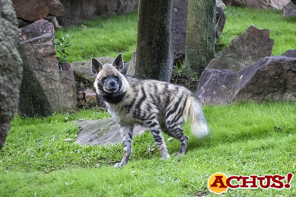 Bioparc: hiena en peligro de extinción